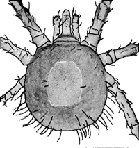 Bild-Argas polonicus Larve